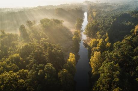 Certyfikacja jako inwestycja w przyszłość kujawsko-pomorskich lasów